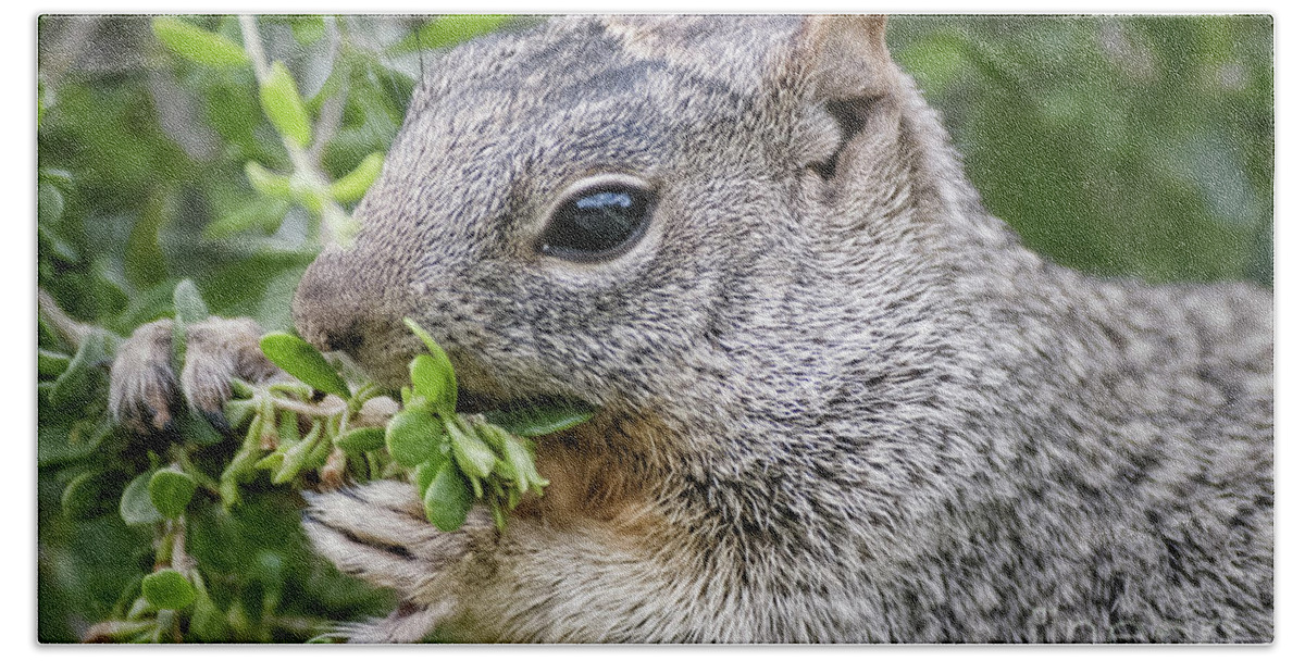Squirrels Beach Towel featuring the photograph Gray Squirrel Eating Berries by Al Andersen