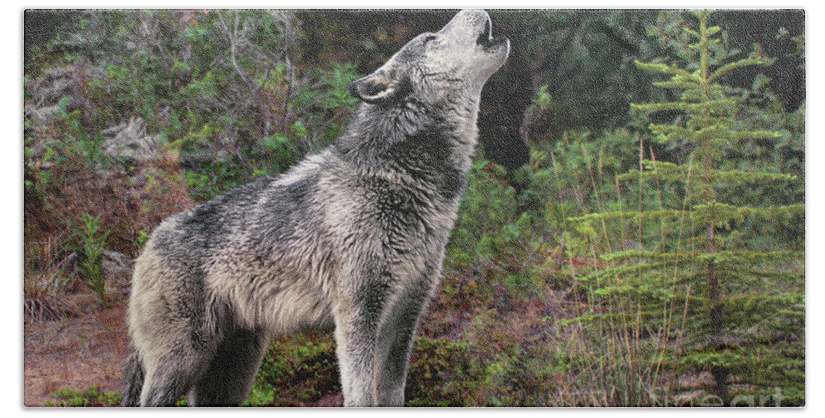 Gray Wolf Beach Towel featuring the photograph Gray Wolf Howling Endangered Species Wildlife Rescue by Dave Welling