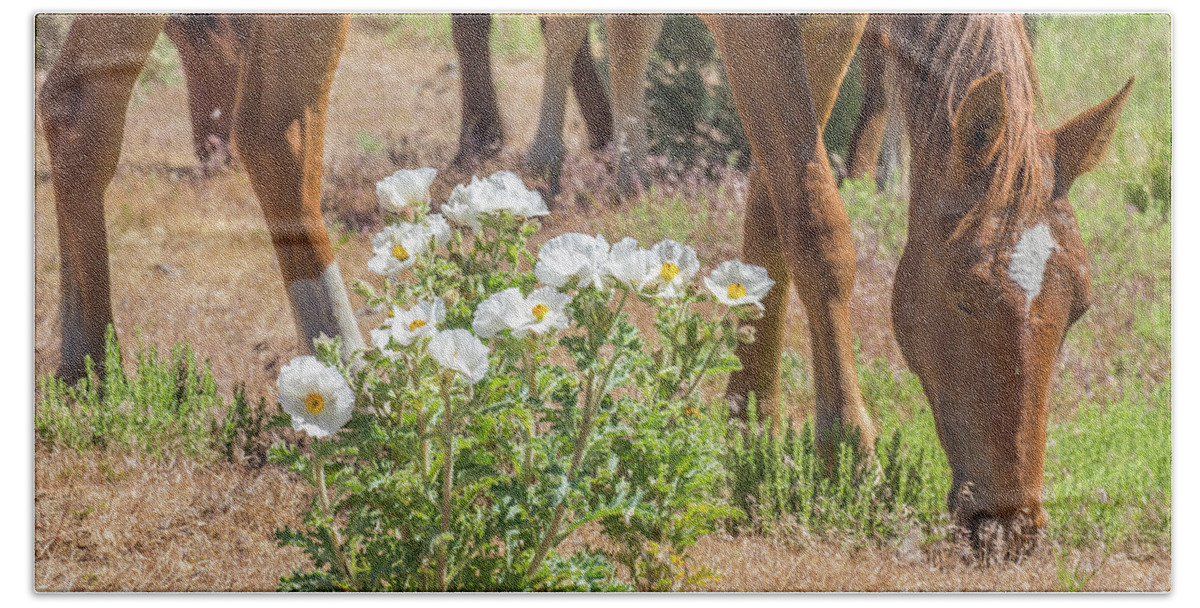 Nevada Beach Towel featuring the photograph Grazing Next to a Prickly Poppy by Marc Crumpler