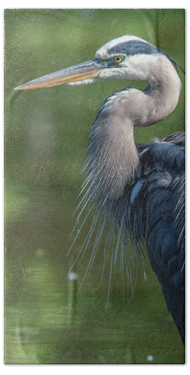 Nature Beach Towel featuring the photograph Great Blue Heron after Preening DMSB0157 by Gerry Gantt
