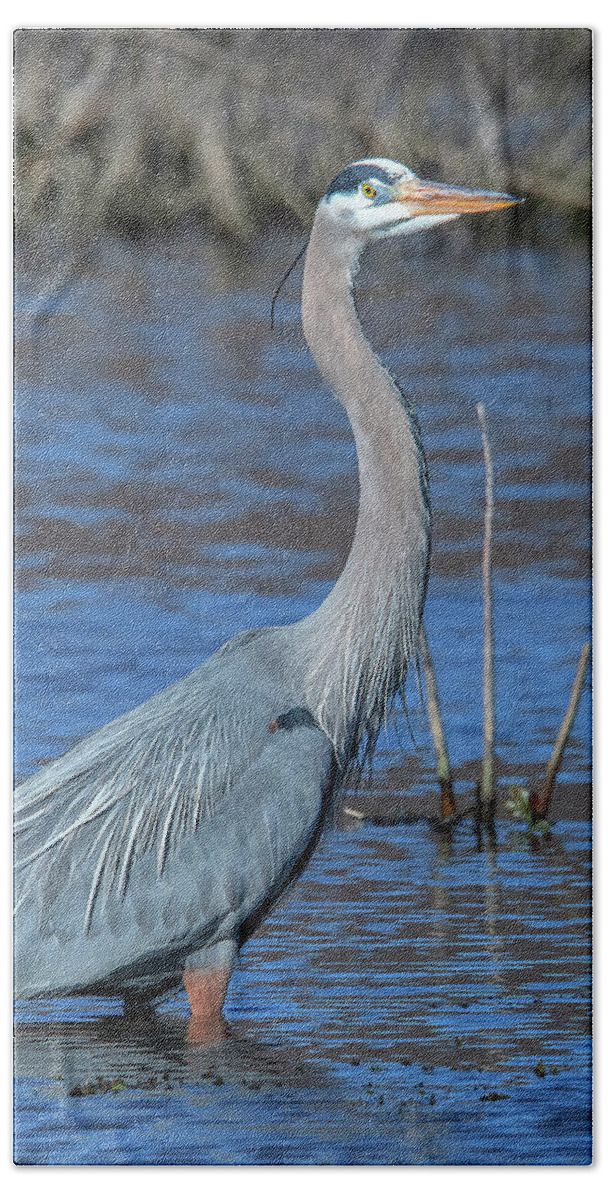 Nature Beach Towel featuring the photograph Great Blue Heron DMSB0150 by Gerry Gantt