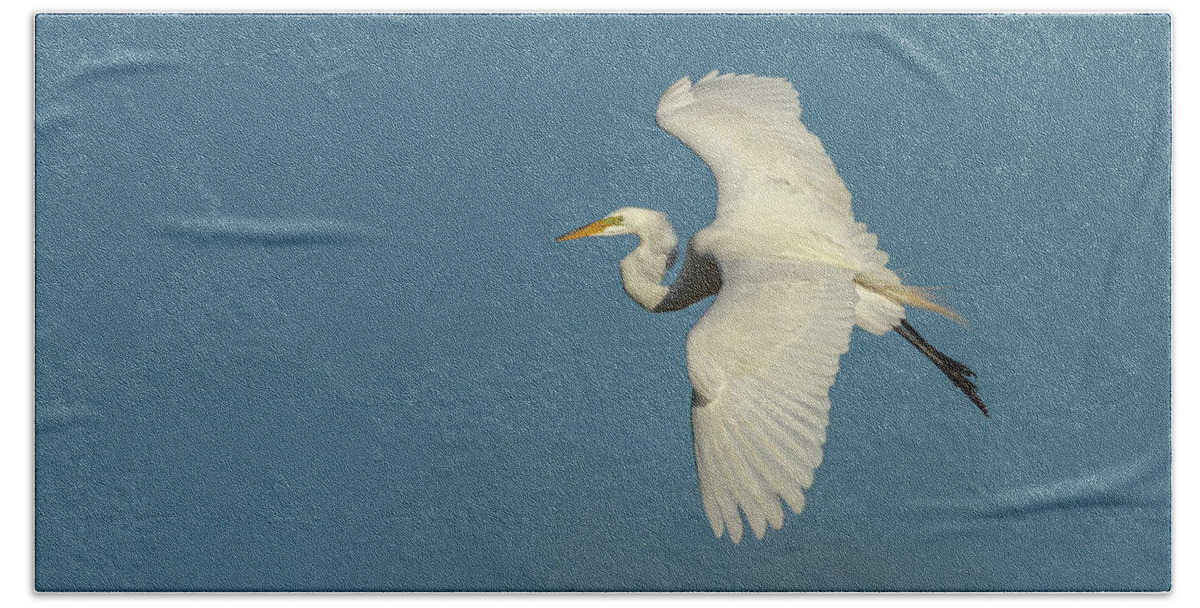 Great Egret Beach Towel featuring the photograph Great Egret 2014-9 by Thomas Young