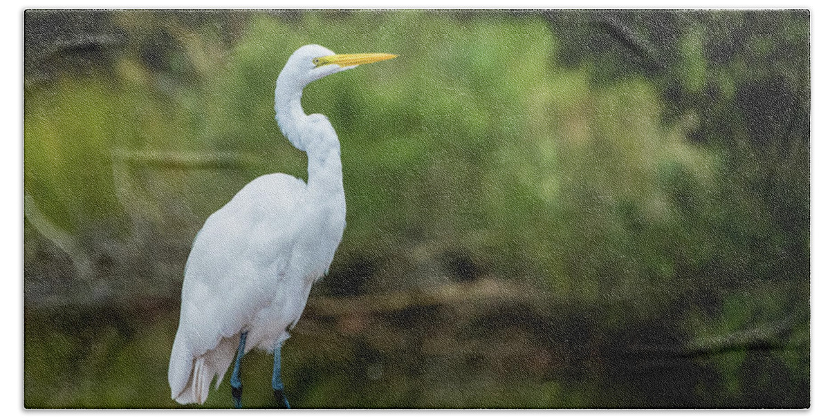 Egret Beach Towel featuring the photograph Great Egret by Jennifer Ancker