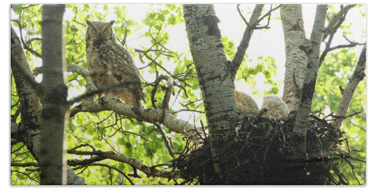 Owl Beach Sheet featuring the photograph Great Horned Owl and Babies by Ryan Crouse