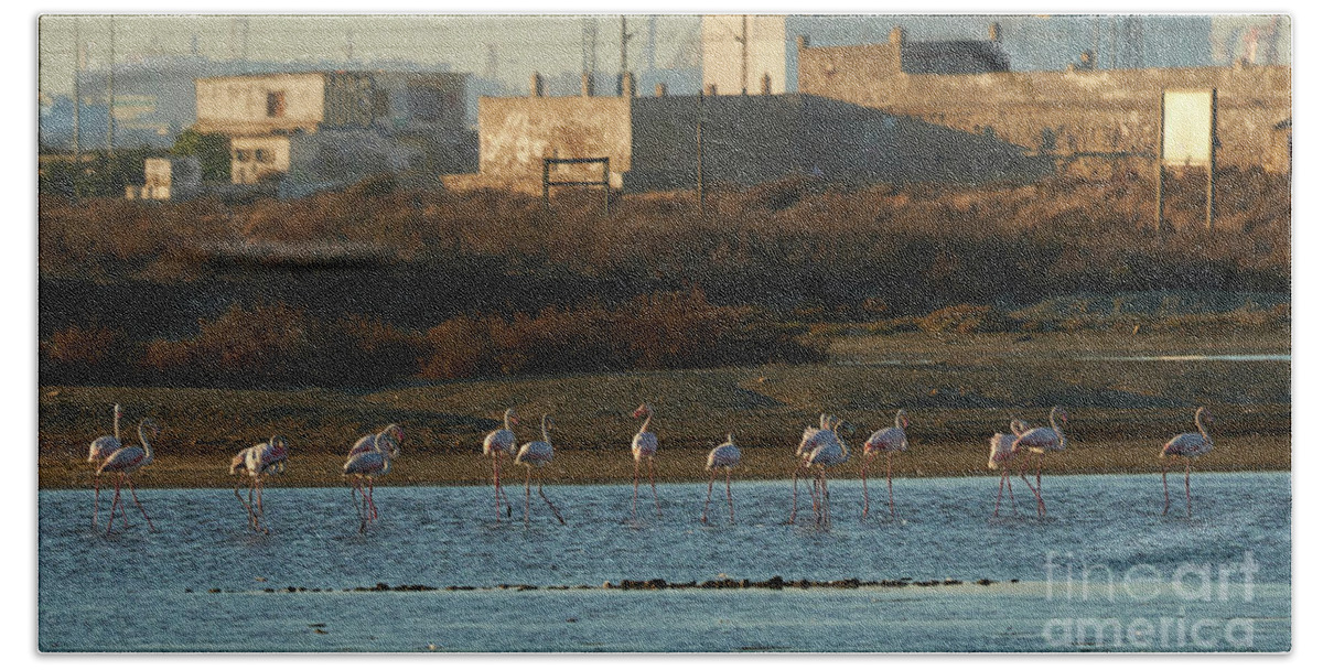 Flamingo Beach Towel featuring the photograph Greater Flamingo at Arillo River by Pablo Avanzini