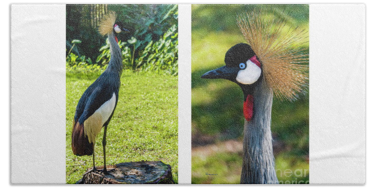 Gulf Beach Sheet featuring the photograph Grey Crowned Crane Gulf Shores Al Collage 10 Diptych by Ricardos Creations