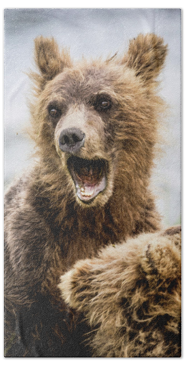 Grizzly Beach Towel featuring the photograph Grizzly cubs looking for their mum by Lyl Dil Creations