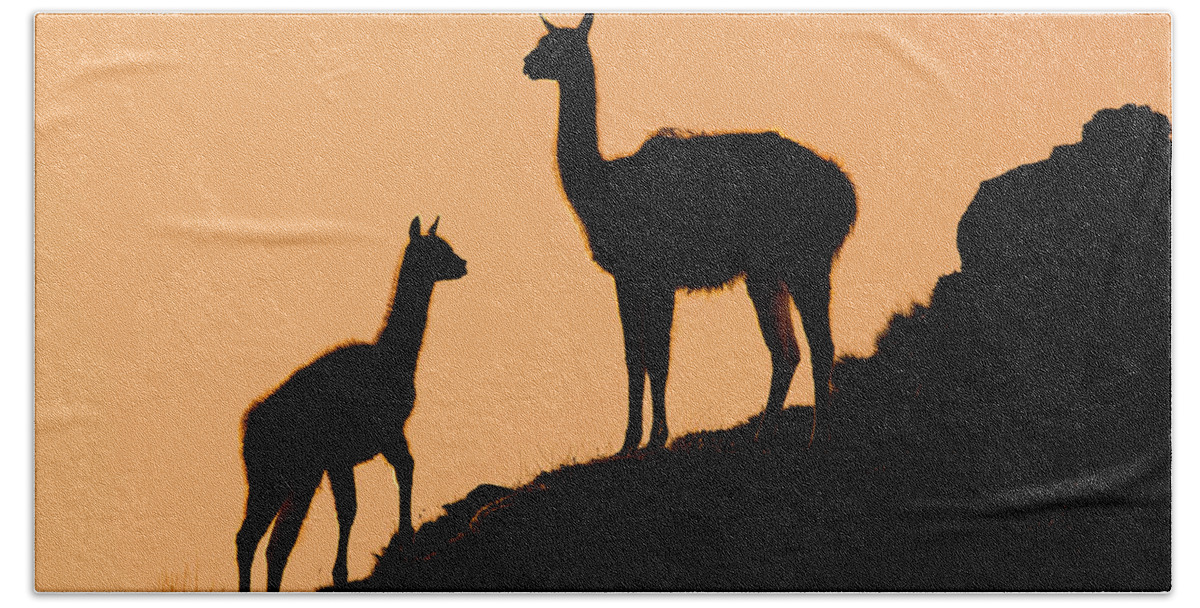 Sebastian Kennerknecht Beach Towel featuring the photograph Guanaco Mother And Cria At Sunset by Sebastian Kennerknecht