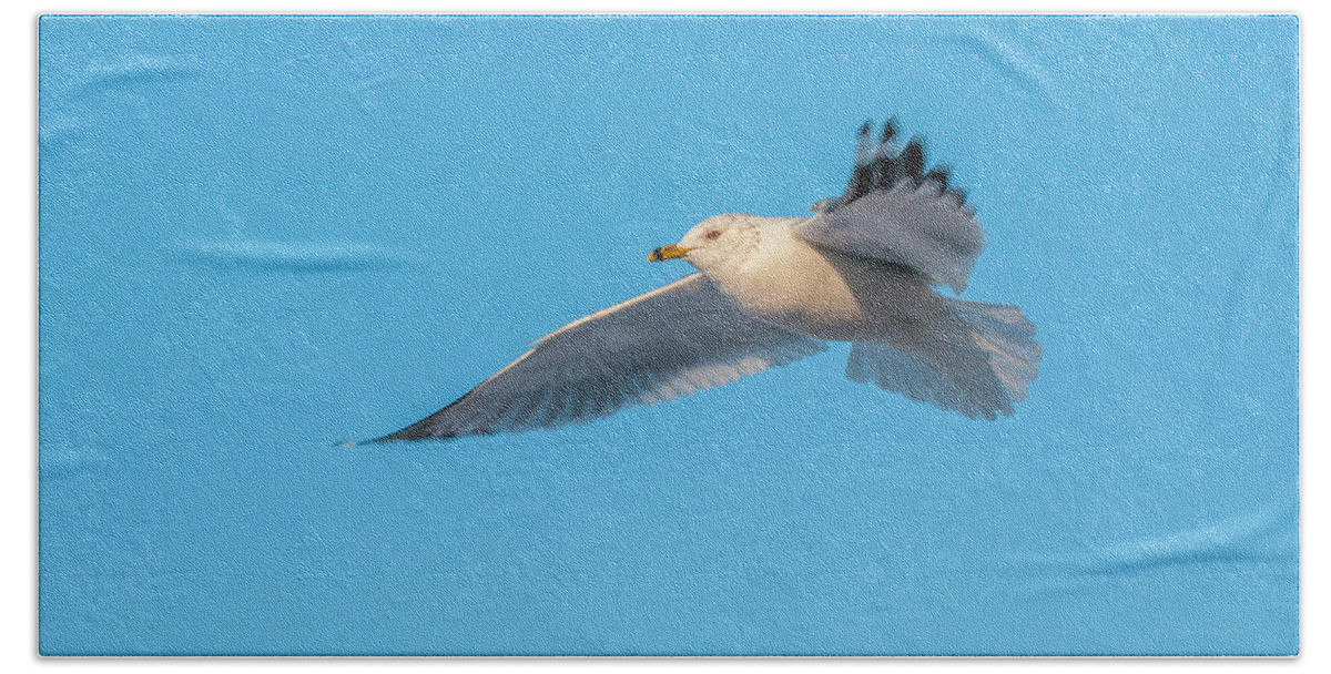 Shore Bird Beach Towel featuring the photograph Gull In Flight 1 by Cathy Kovarik