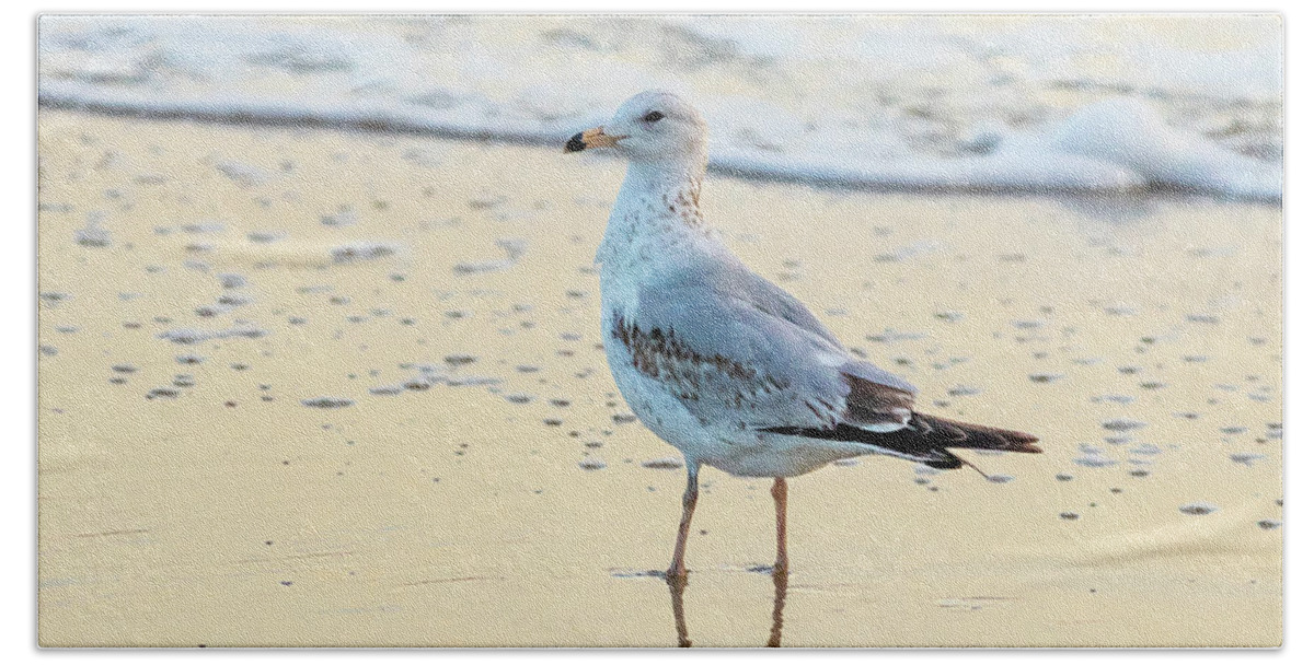 Surf Beach Towel featuring the photograph Gull's Reflection by Donna Twiford