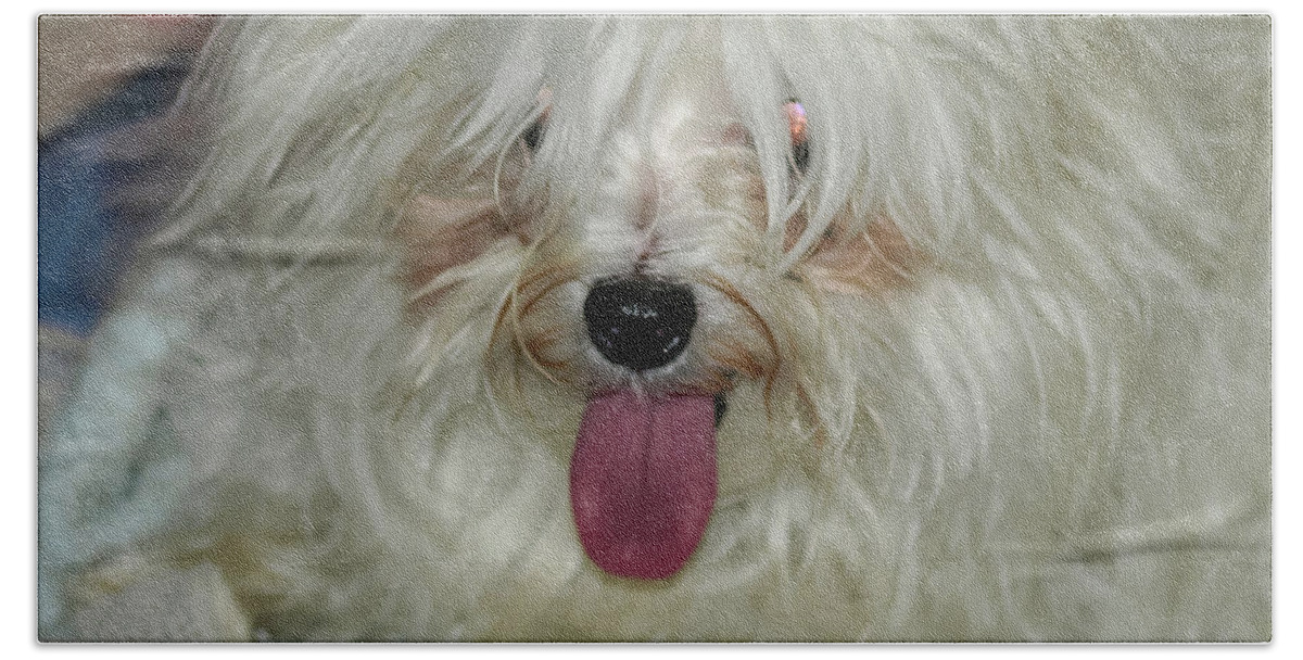 White Beach Towel featuring the photograph Happy Dog by C Winslow Shafer