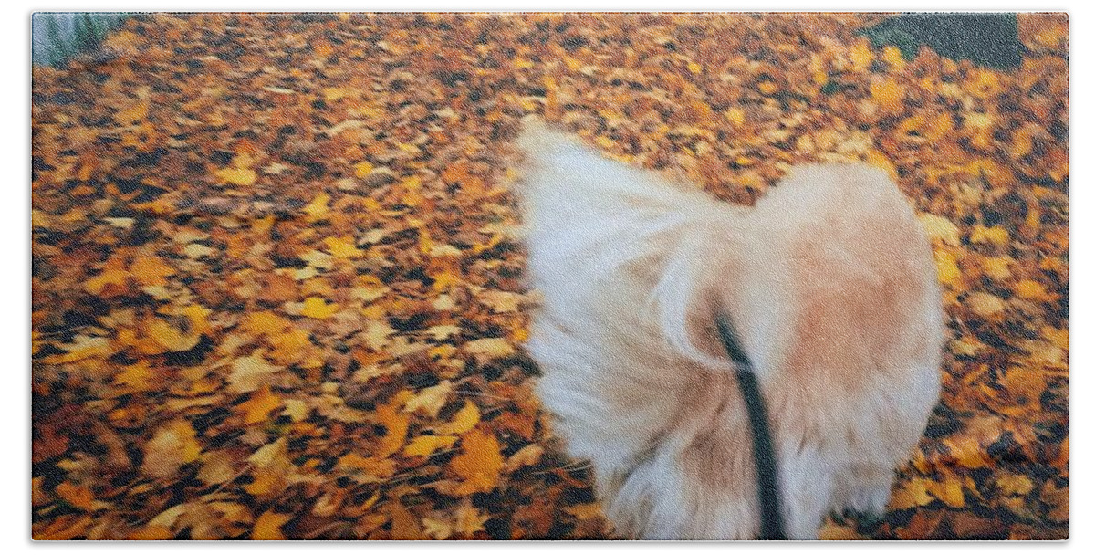 Animal Beach Towel featuring the photograph Happy Fall Dog Walk by Frank J Casella