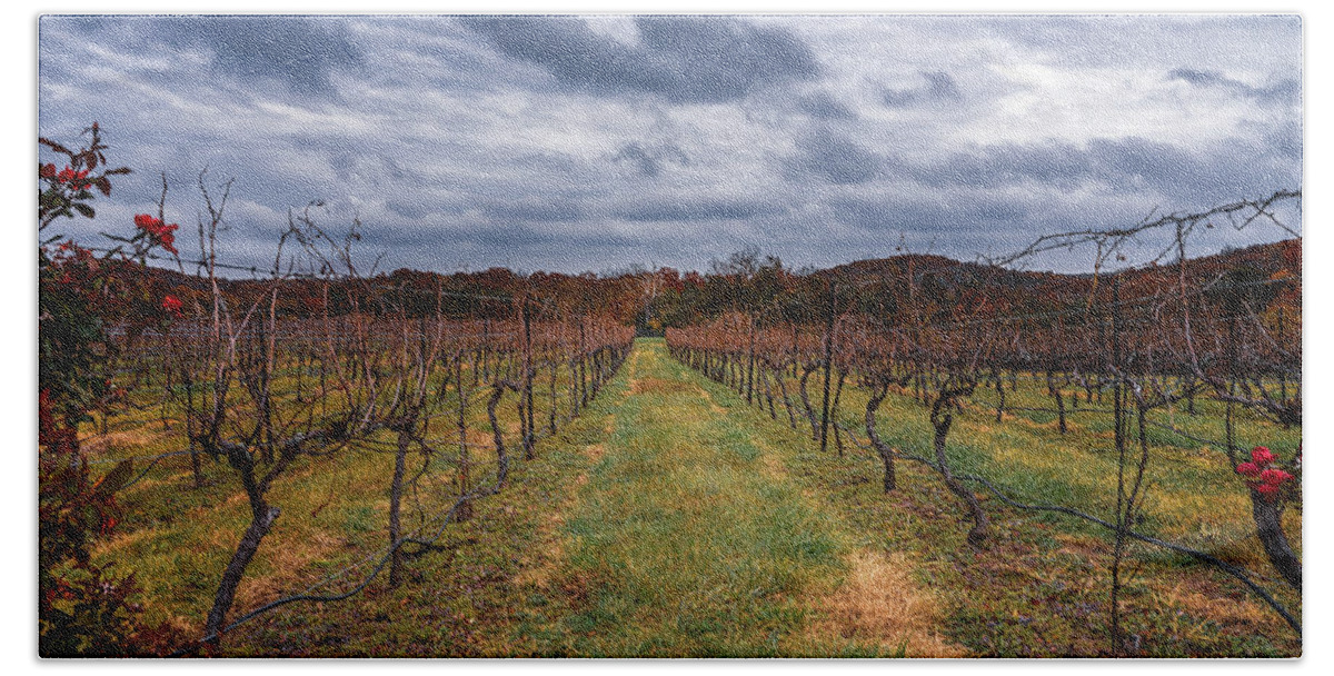 Autumn Beach Towel featuring the photograph Harvested Grapevines by Robert FERD Frank