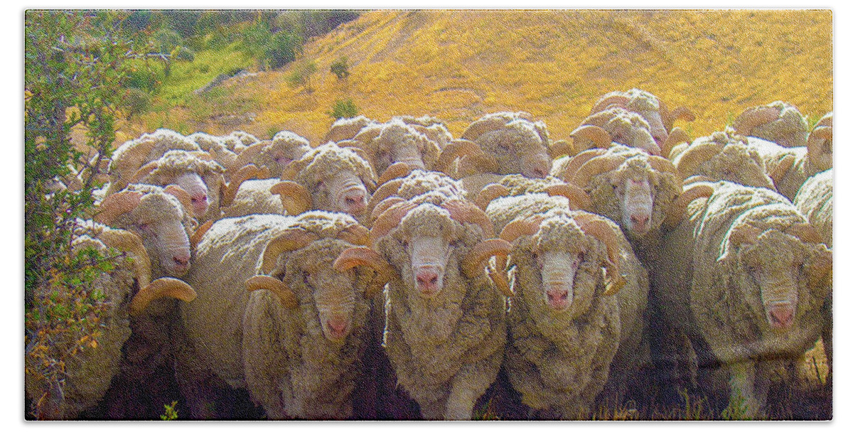 Sheep Beach Towel featuring the photograph Herding Merino Sheep by Leslie Struxness