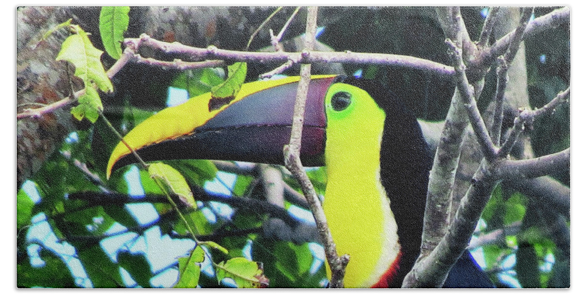 Toucan Beach Towel featuring the photograph Here's Looking at You by Leslie Struxness