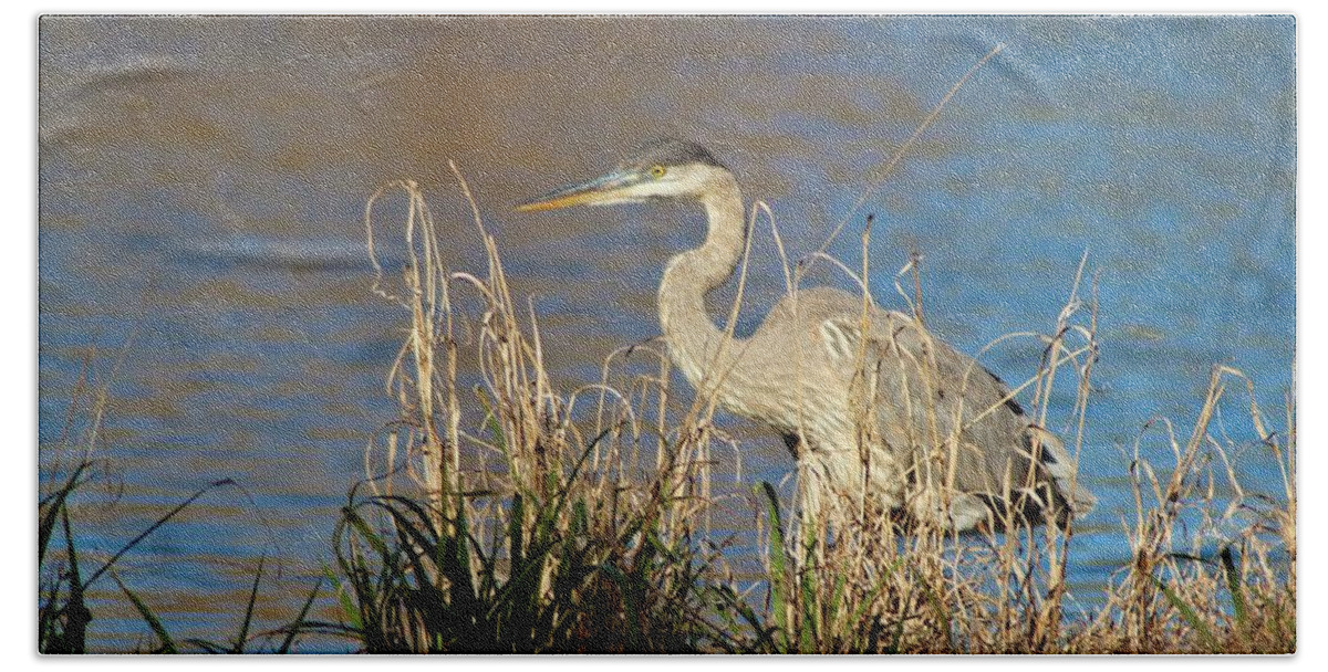 Great Blue Heron Beach Towel featuring the photograph Heron Scans For Prey by Cynthia Guinn