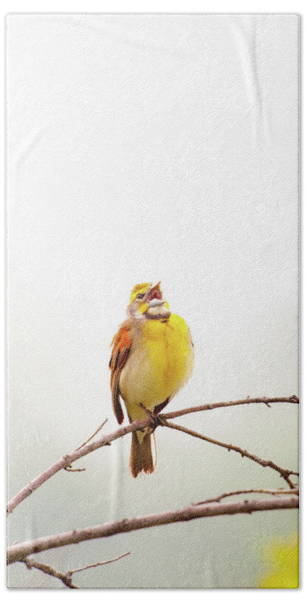 Nature Beach Towel featuring the photograph High Key Dickcissel by Jeff Phillippi