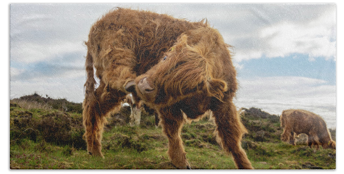 Animal Beach Towel featuring the photograph Highland cow having a scratch by Scott Lyons