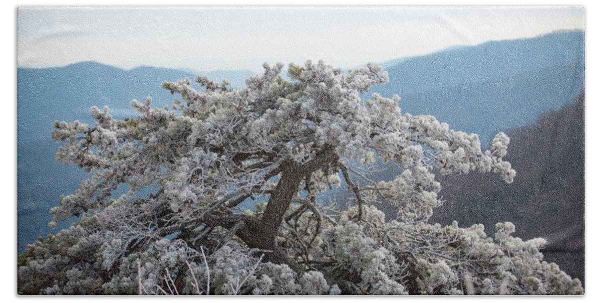 Blue Ridge Beach Sheet featuring the photograph Hoarfrost in the Blue Ridge Mountains by Mark Duehmig