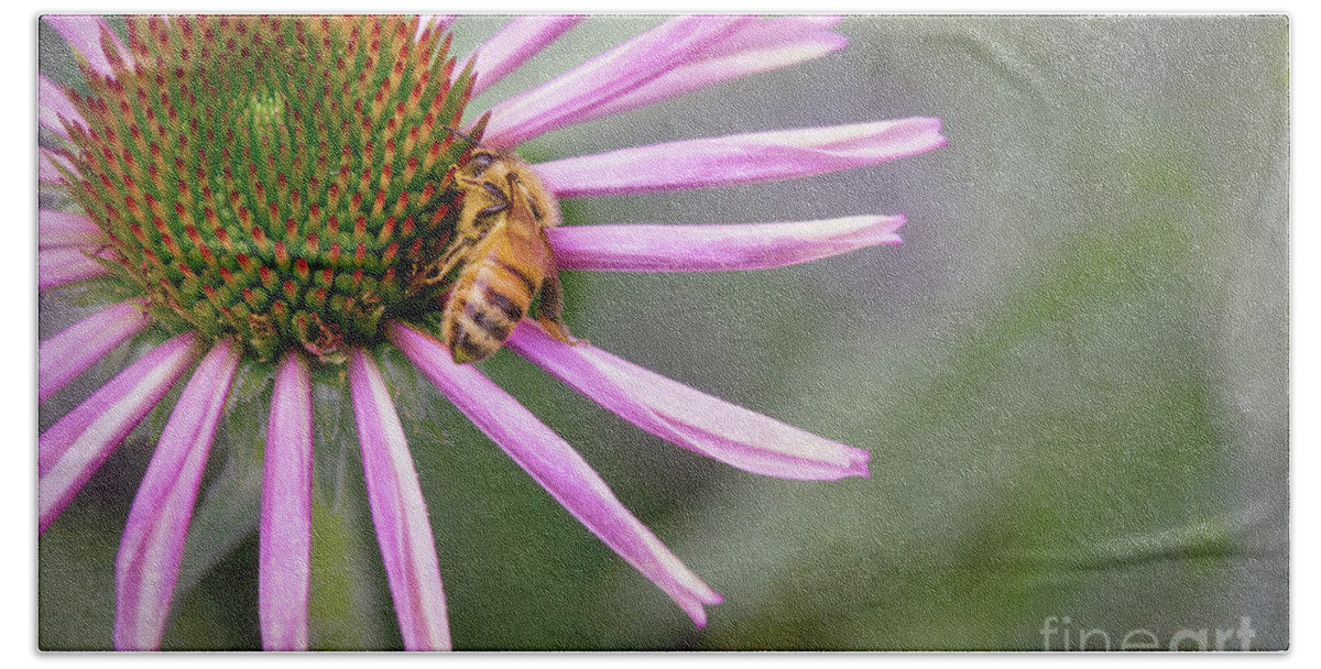 Echinacea Beach Towel featuring the photograph Honey Bee On Pink Coneflower by Sharon McConnell