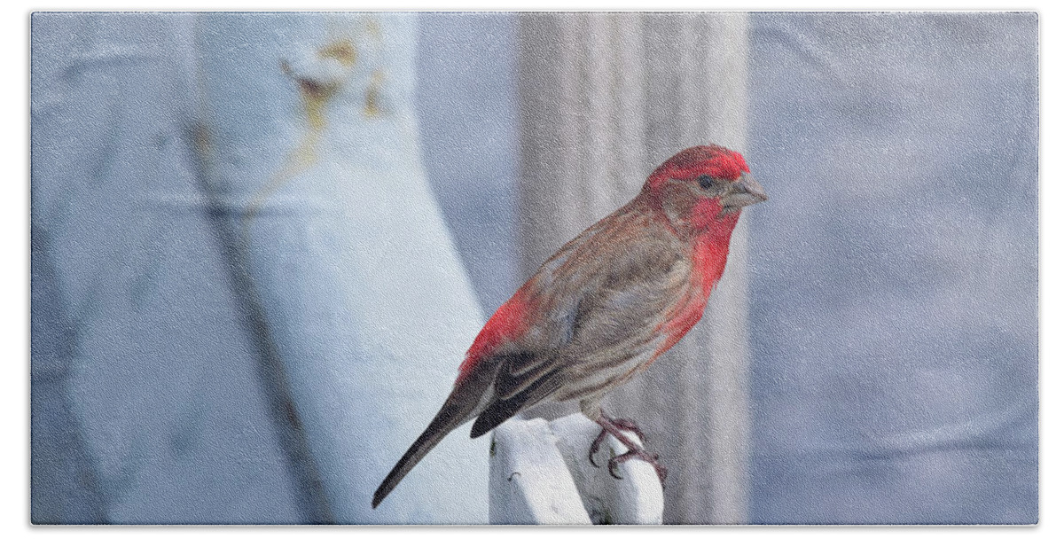 Finch Beach Towel featuring the photograph House Finch on the U.S.S. Wisconsin by Nicole Lloyd