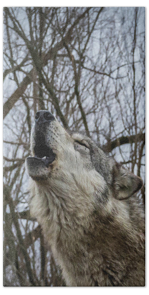 Wolf Wolves Howling Howl Beach Towel featuring the photograph Howlin by Laura Hedien