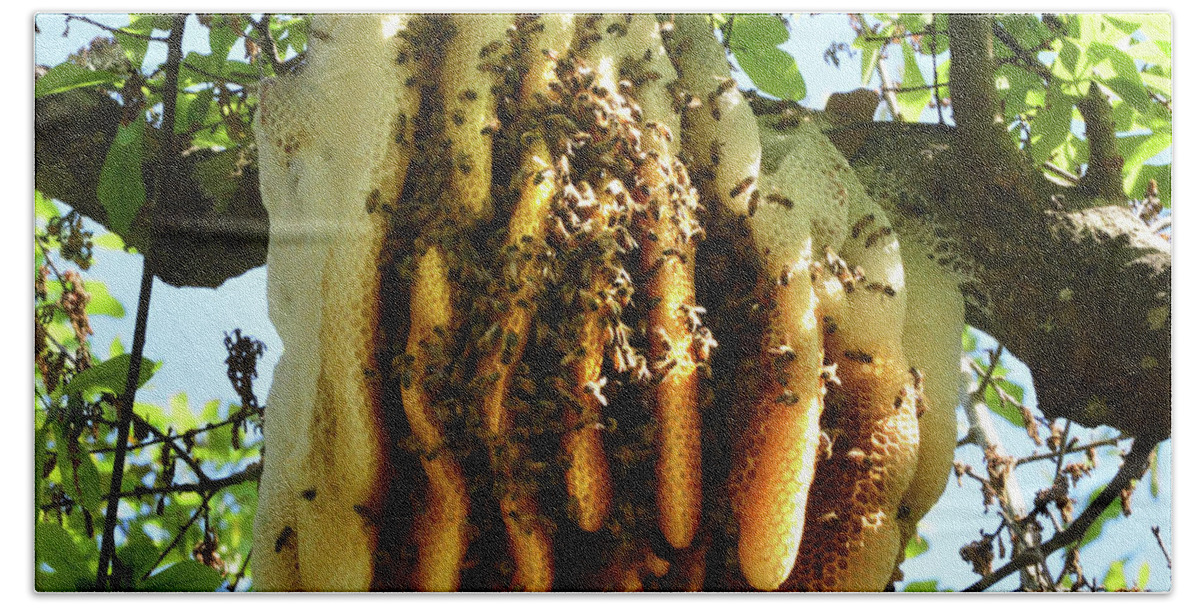Honey Bee Beach Towel featuring the photograph Huge Bee's Nest by Jerry Griffin