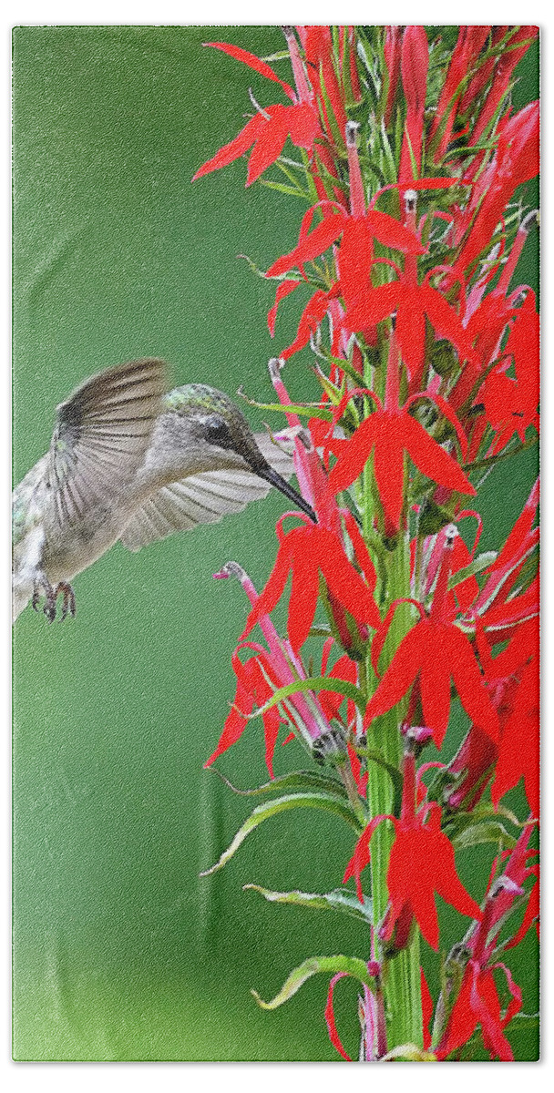 Hummingbird Beach Towel featuring the photograph Hummer on Cardinal Flower by William Jobes