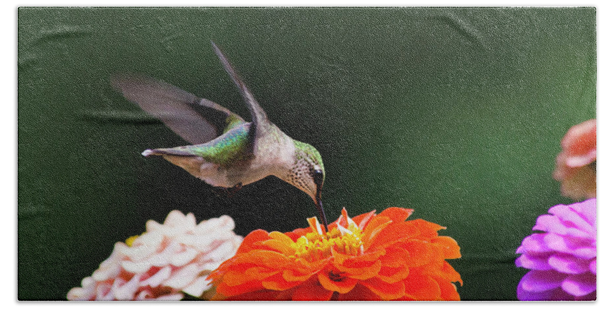 Hummingbird Beach Towel featuring the photograph Hummingbird in Flight with Orange Zinnia Flower by Christina Rollo