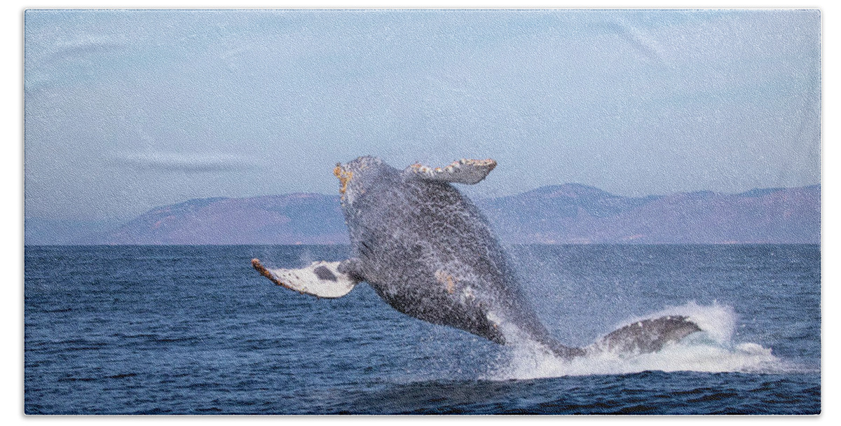 California Beach Towel featuring the photograph Humpback Breaching - 03 by Cheryl Strahl