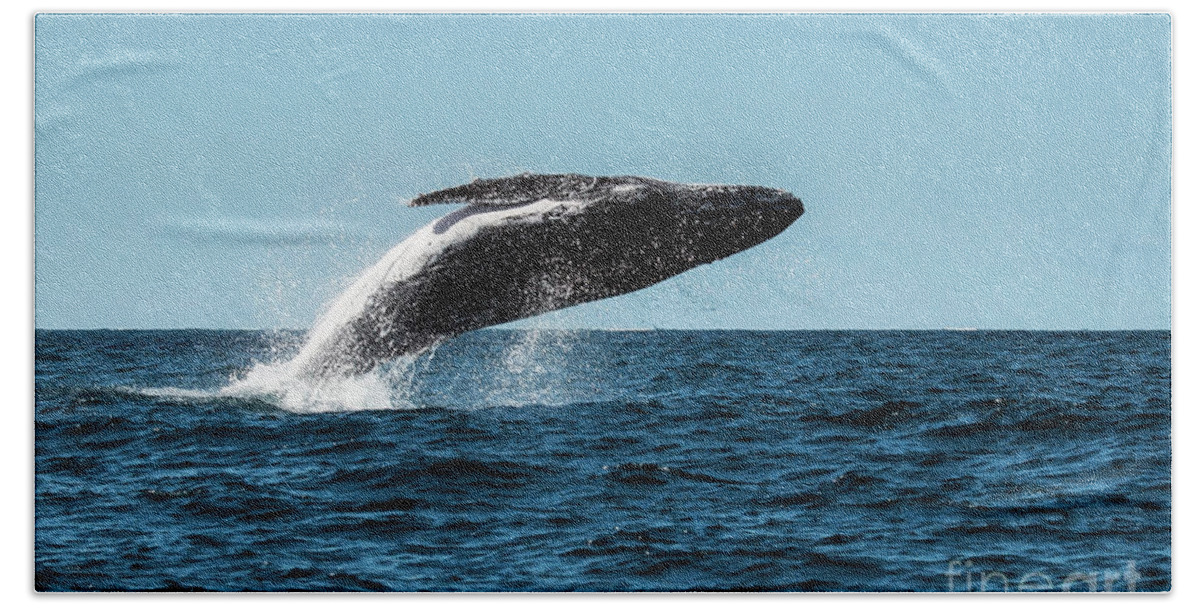 Humpback Beach Towel featuring the photograph Humpback Whale Breaching 2 by Claudio Maioli