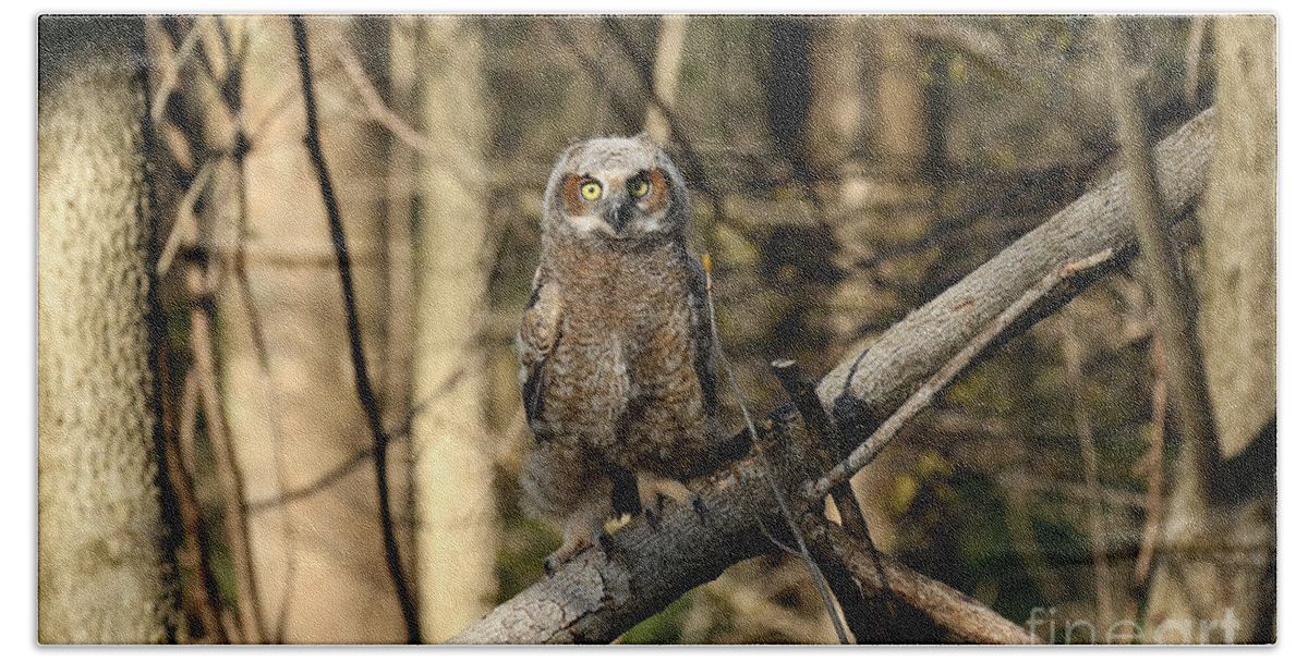 Great Horned Owl Beach Towel featuring the photograph I can do anything by Heather King