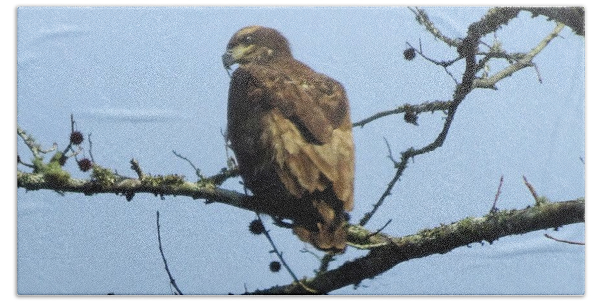 Birds Beach Towel featuring the photograph Immature Eagle by Karen Stansberry