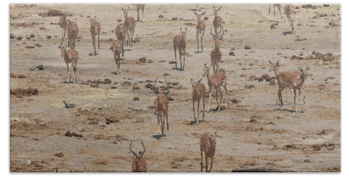 Impala Beach Towel featuring the photograph Impala Coming to Water by Ben Foster