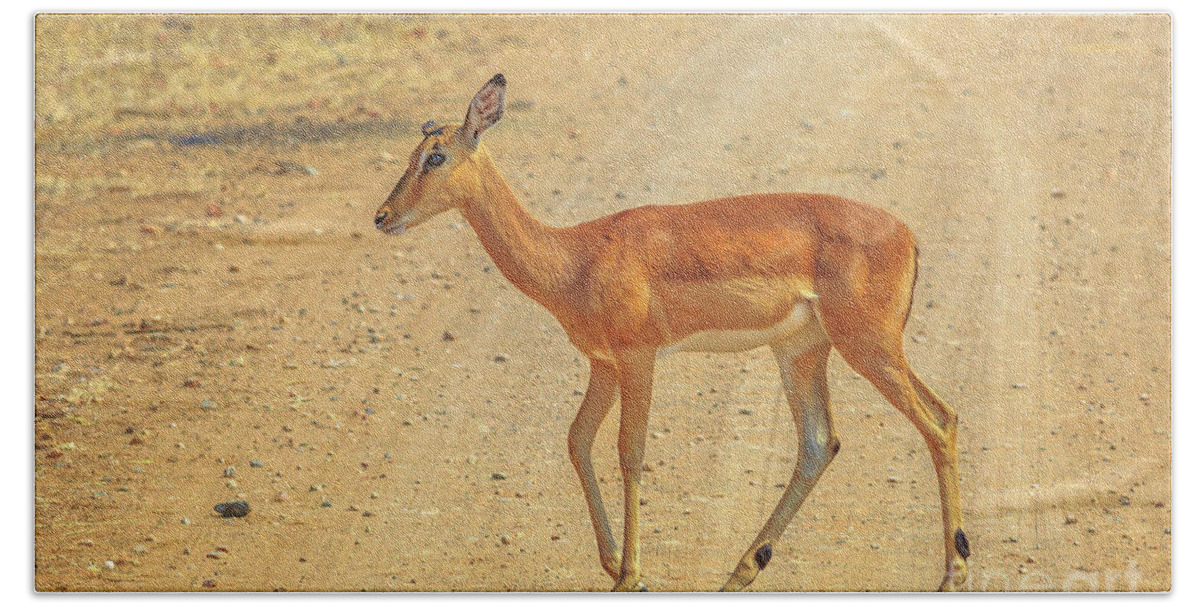 Impala Beach Towel featuring the photograph Impala female walking by Benny Marty