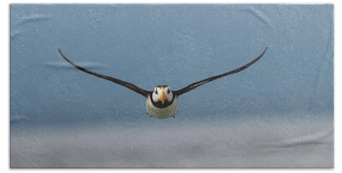 Puffin Beach Towel featuring the photograph Incoming Puffin by Mark Hunter