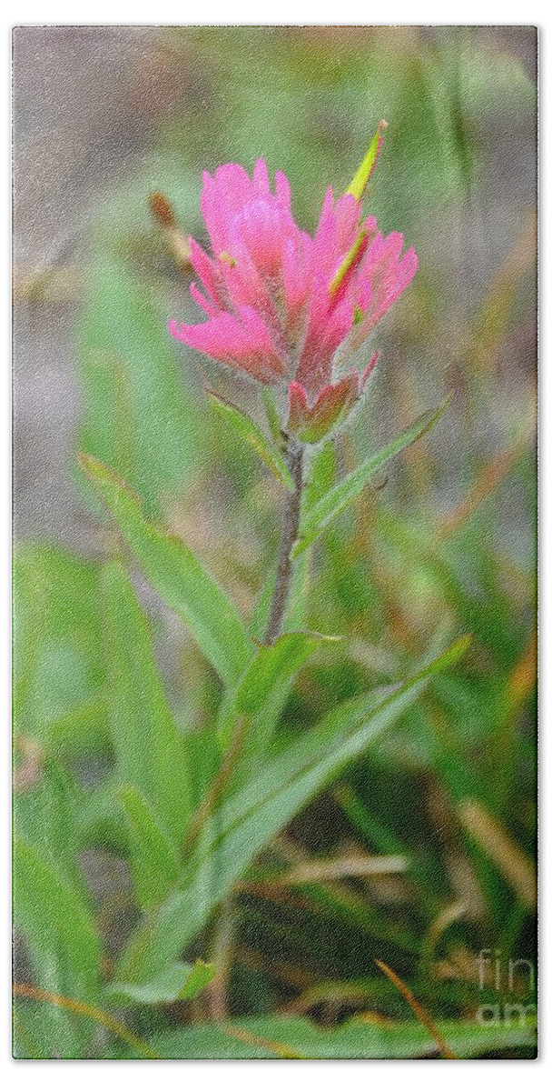 Flowers Beach Towel featuring the photograph Indian Paintbrush by Steve Brown