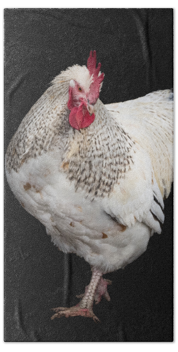 Isolated Chuck Beach Sheet featuring the photograph Isolated Chicken by Jean Noren