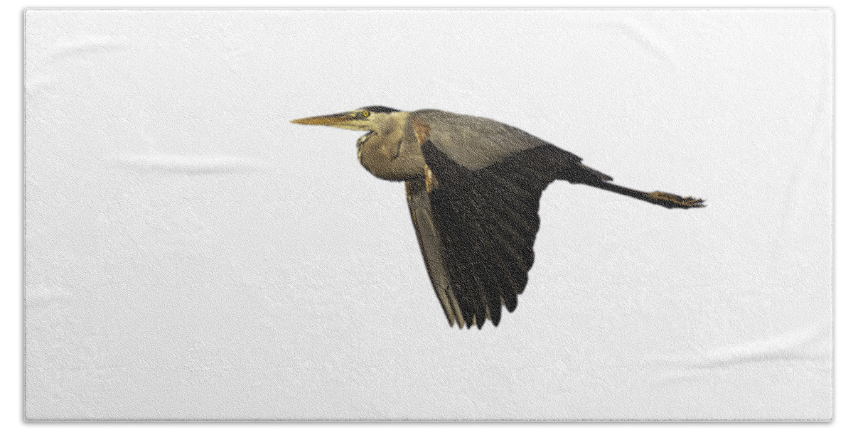 Great Blue Heron Beach Towel featuring the photograph Isolated Great Blue Heron 2019-2 by Thomas Young