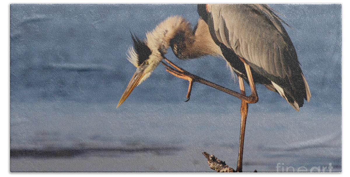 Great Blue Heron Beach Towel featuring the photograph Itchy - Great Blue Heron by Meg Rousher