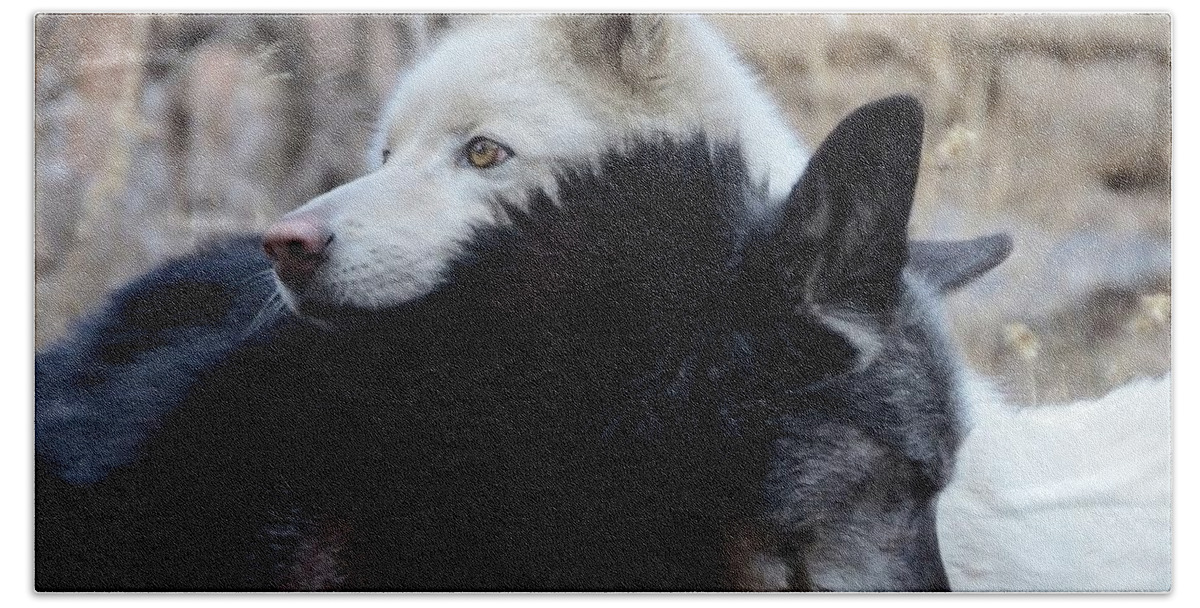 Animals Wolves Wolfdogs Friendship Colorado Beach Towel featuring the photograph I've Got Your Back by Robert Buderman