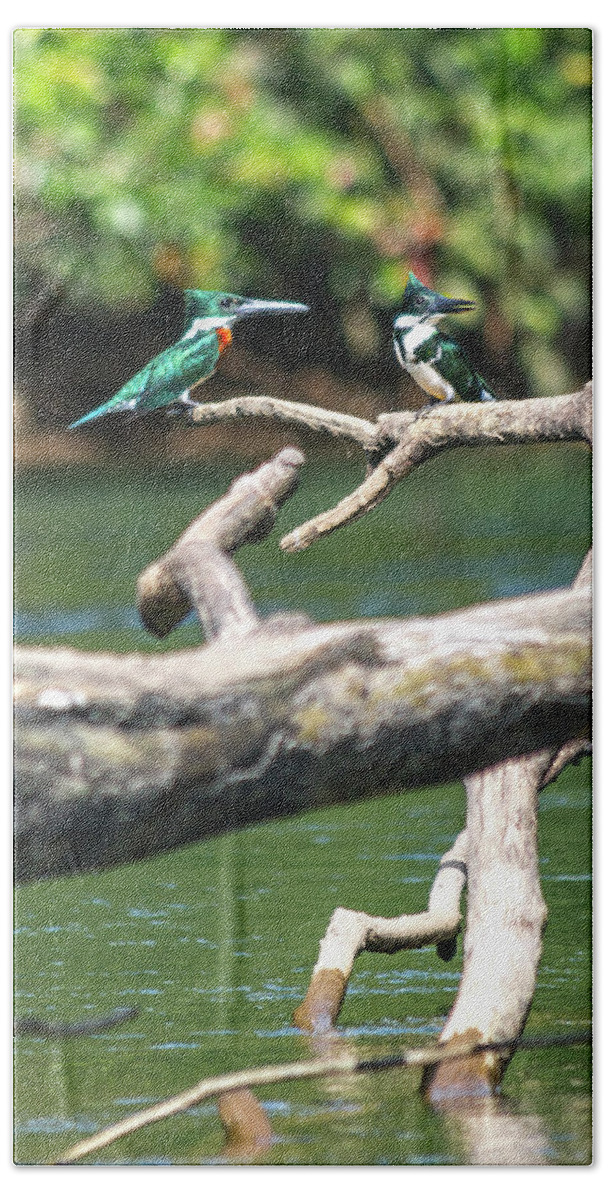 Kingfisher Beach Towel featuring the photograph Kingfisher Pair Costa Rica Jungle by Betsy Knapp