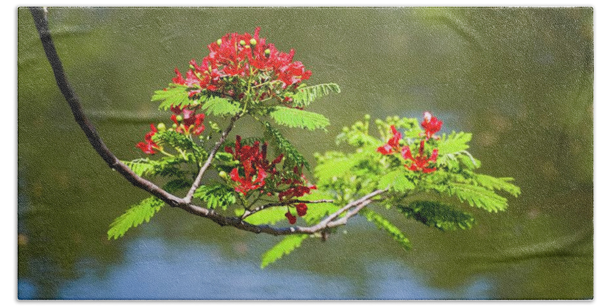 Tree Beach Towel featuring the photograph Ladies of the Lake - Royal Poinciana Flowers by T Lynn Dodsworth