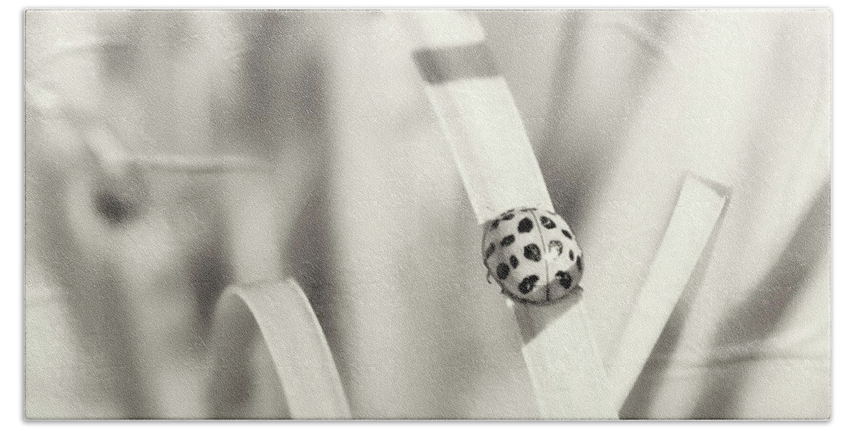 Insect Beach Towel featuring the photograph Ladybug by Karen Smale