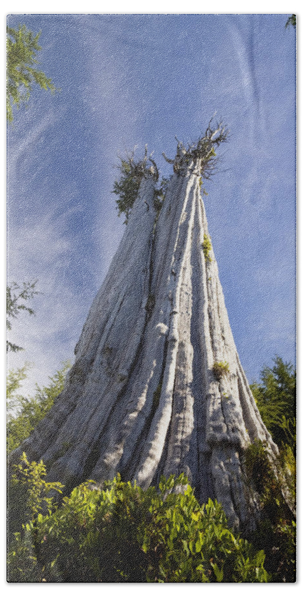 Largest Western Red Cedar Tree In The World Thuja Plicata