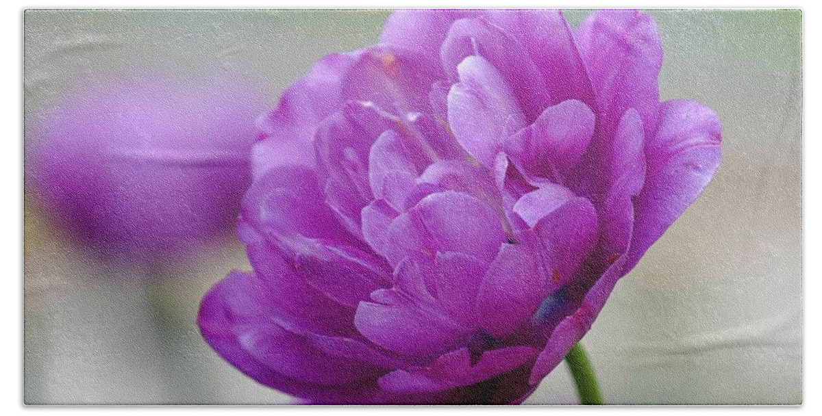 Beautiful Beach Towel featuring the photograph Lavender Tulip by Susan Rydberg