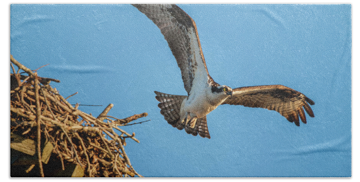 Nature Beach Towel featuring the photograph Leaving The Nest by Cathy Kovarik