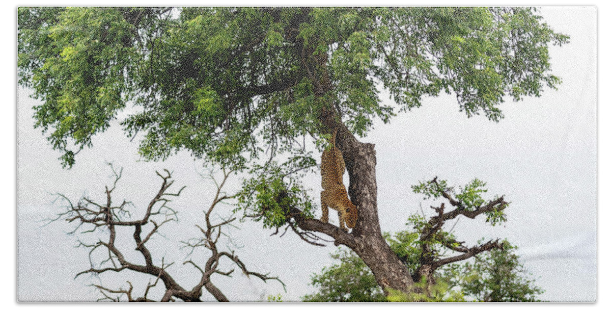Leopard Beach Towel featuring the photograph Leopard Descending a Tree by Mark Hunter