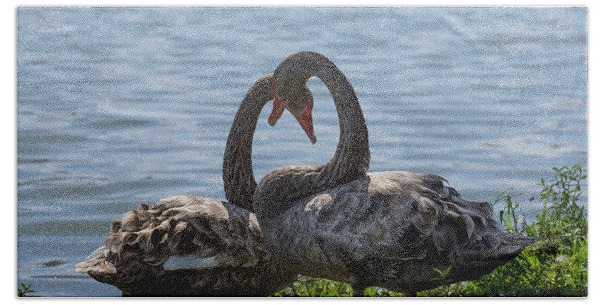 Birds Beach Towel featuring the photograph Light mottled grey colour two swans by Zina Stromberg