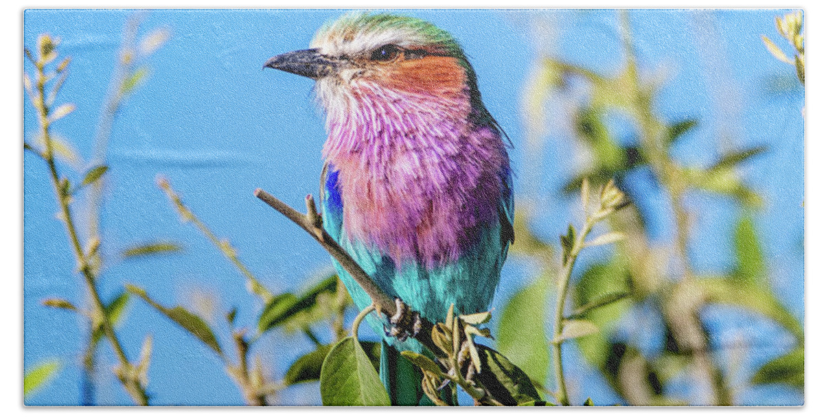 Bird Beach Towel featuring the photograph Lilac Breasted Roller by Marcy Wielfaert